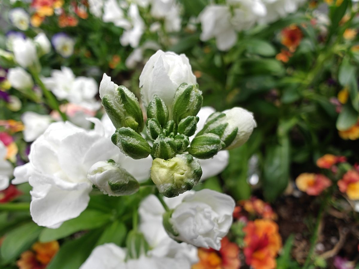 OnePlus 12 macro sample.