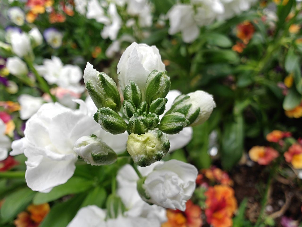 OnePlus 12 macro sample.