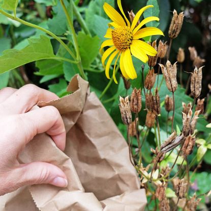 Collecting flower seeds in the garden