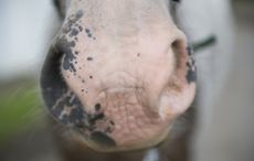 Nose2.jpeg