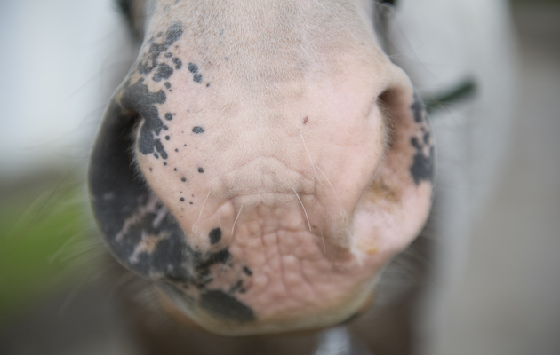 Nose2.jpeg