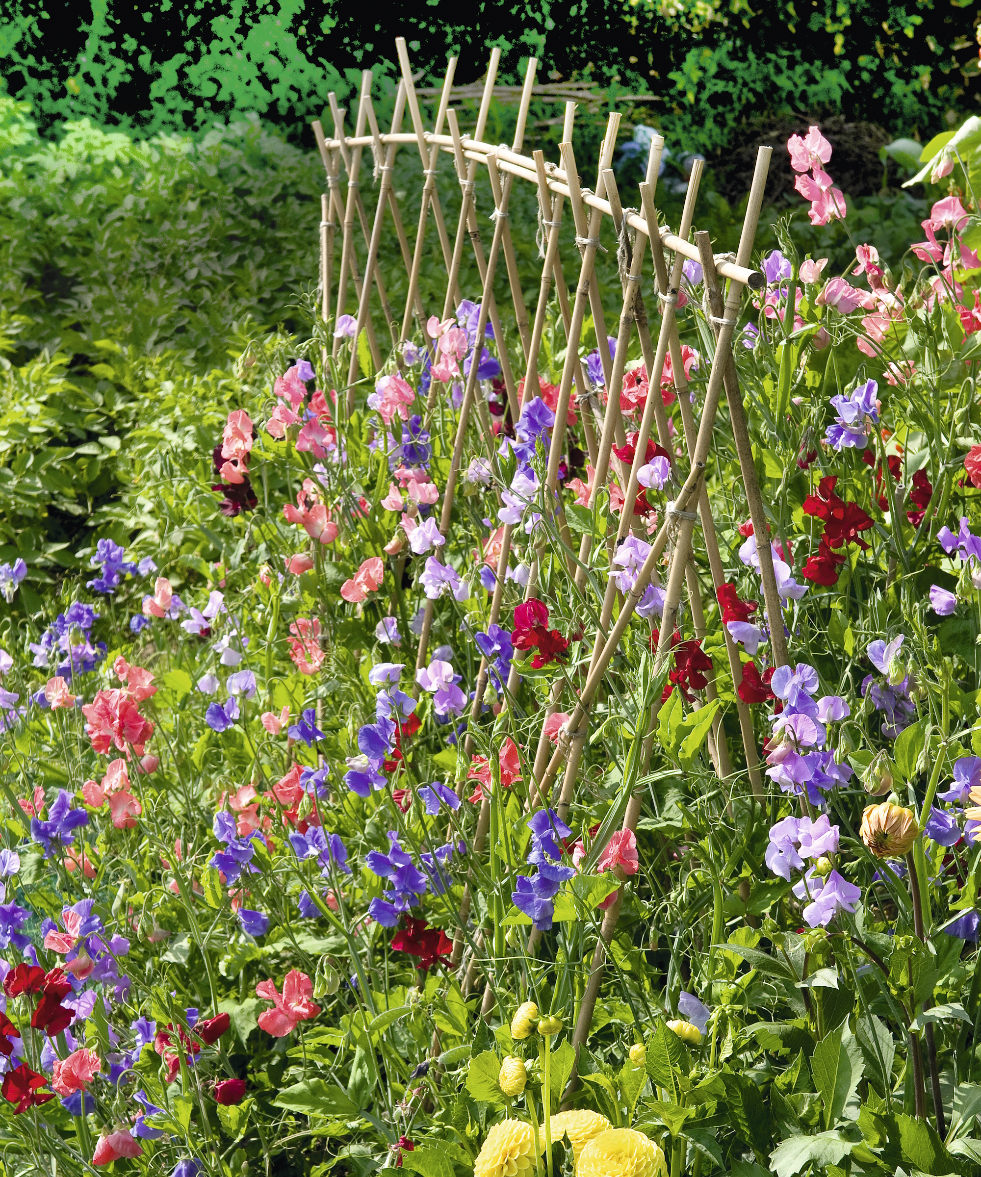 Mixed sweet peas in bloom growing up a bamboo support