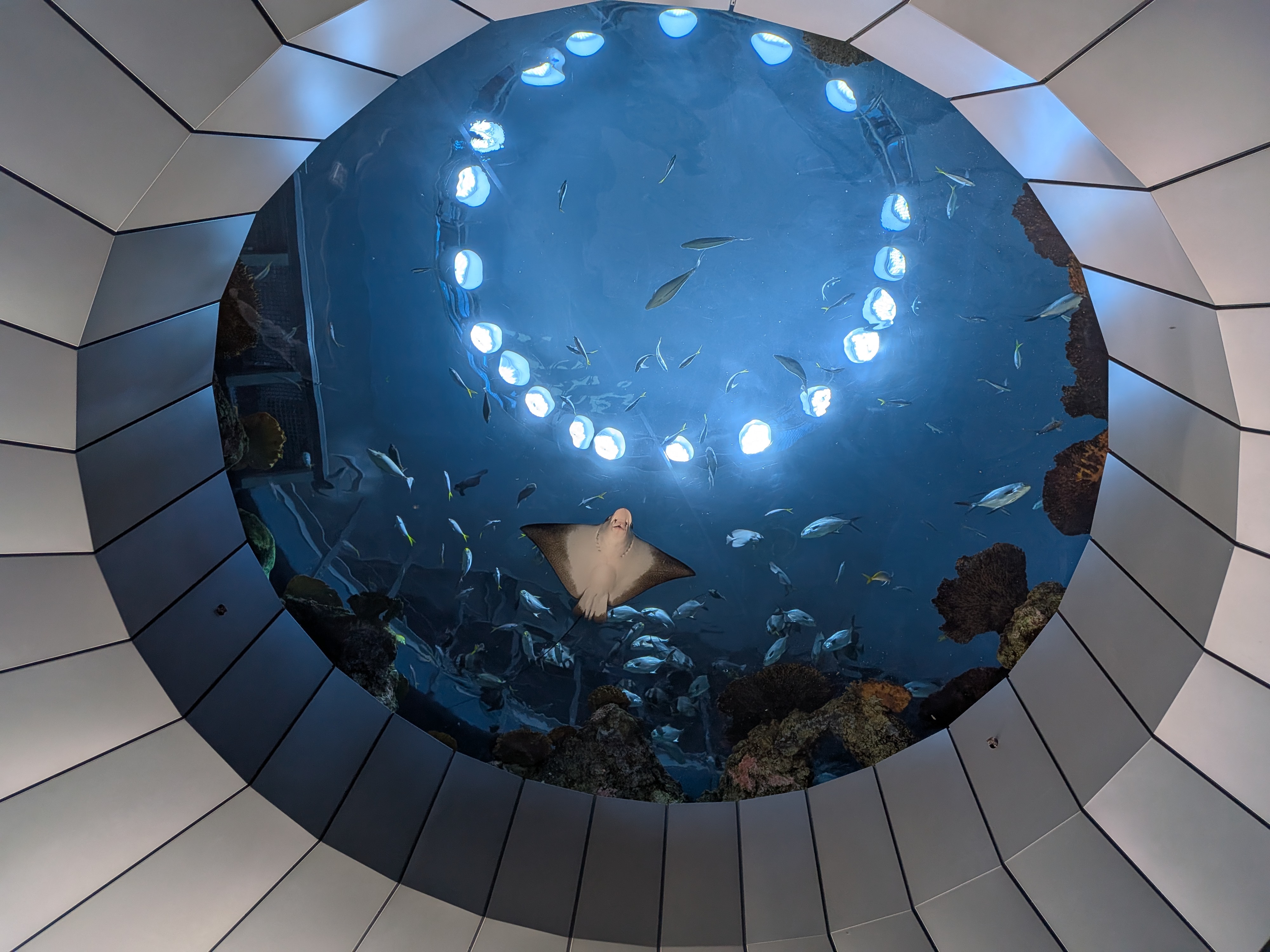 A large opening showing the bottom of an aquarium with fish and a manta ray