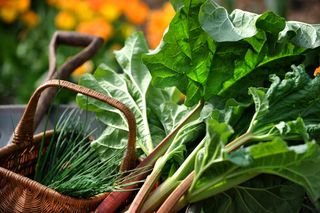 Rhubarb