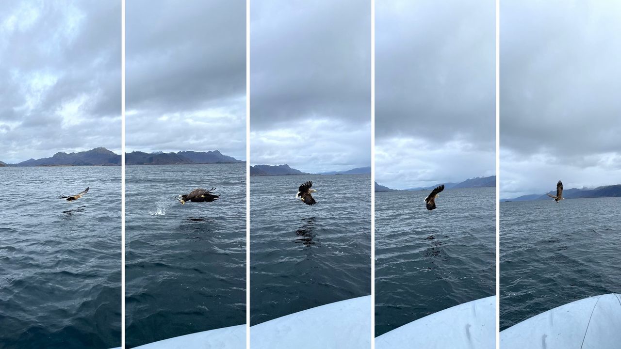 five panel photo showing a successful catch of a frozen fish by a sea eagle.