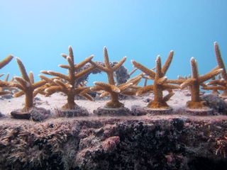 coral fragments