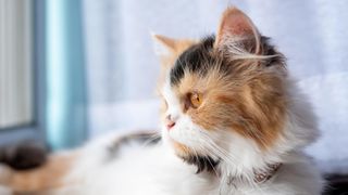 Sweet tri color Persian cat