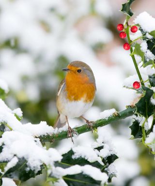 European robin on holly shrub in snow