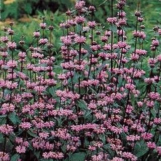 Phlomis Tuberosa Seeds