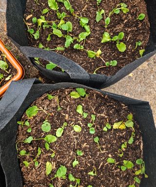 Two black fabric bags filled with soil with green seedings sprouting out of them