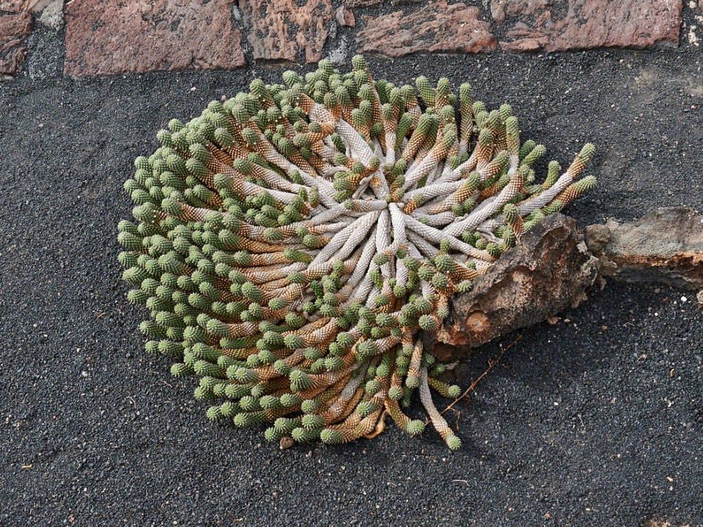 Euphorbia Medusa&amp;#39;s Head Plant