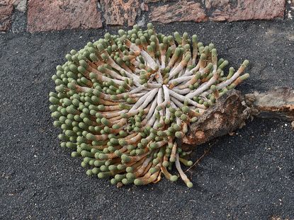 Euphorbia Medusa's Head Plant