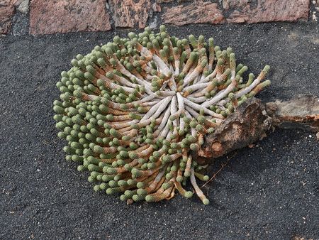 Euphorbia Medusa's Head Plant