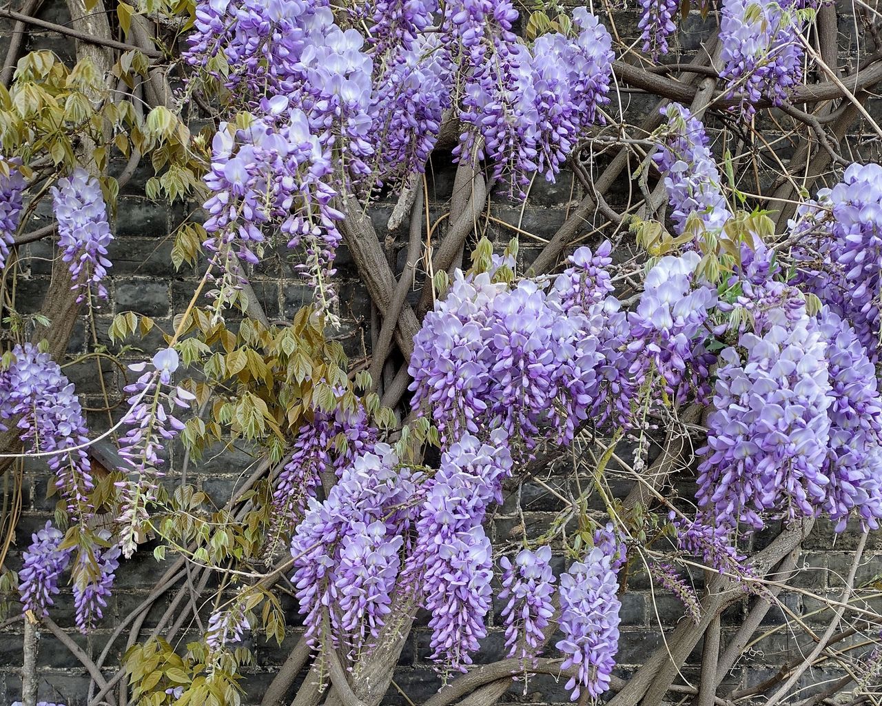 wisteria