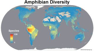 amphibian diversity worldwide