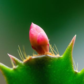 Macro image of the bud of a Christmas Cactus