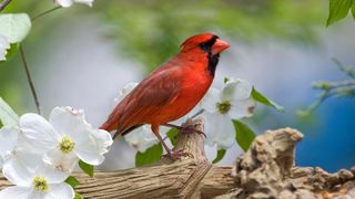 Northern Cardinal