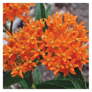 Orange Milkweed Plant 