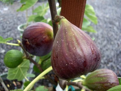 Fig Tree Full Of Fruits