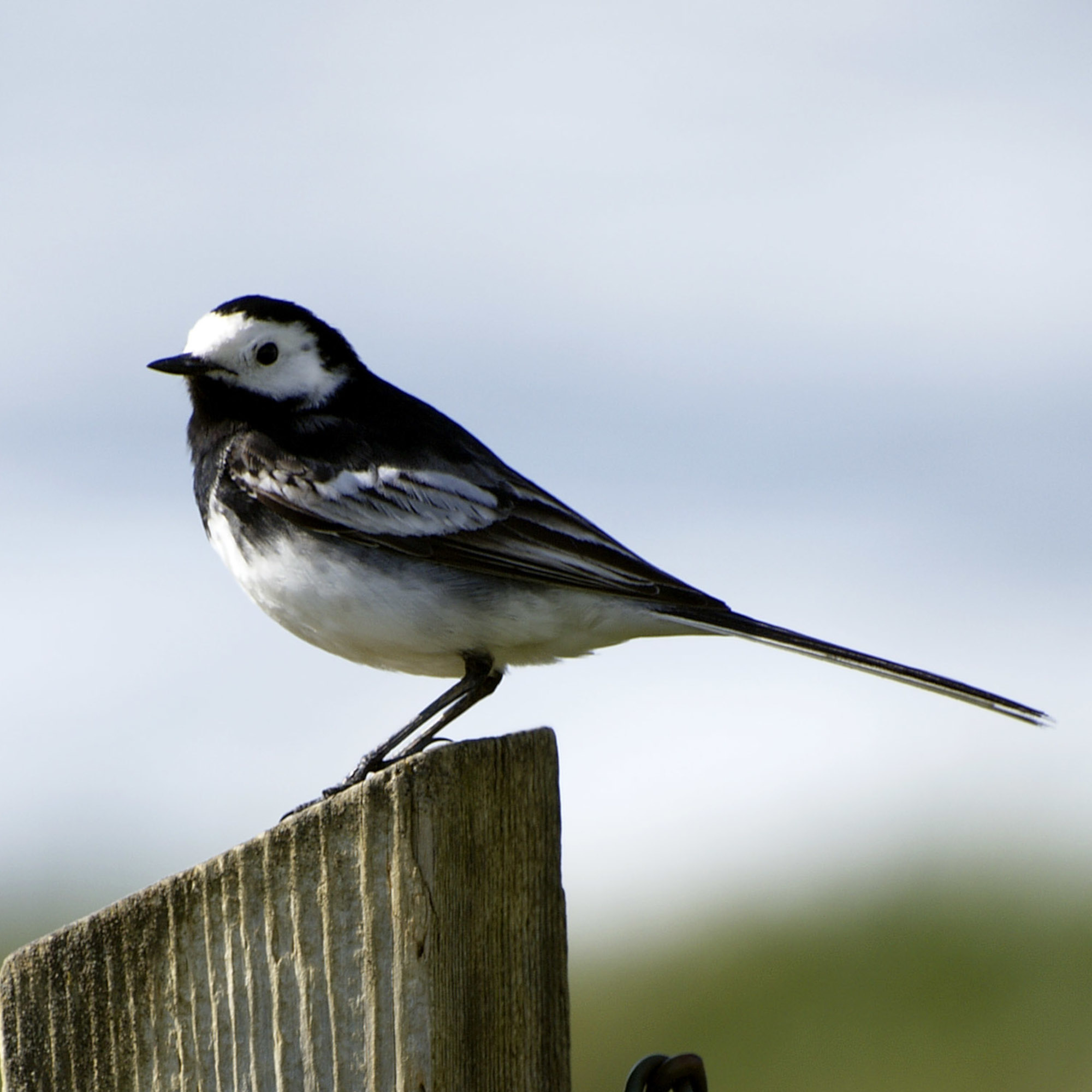 A pied wagtail on a wooden fence post in a field - MyLoupe - GettyImages-170488349