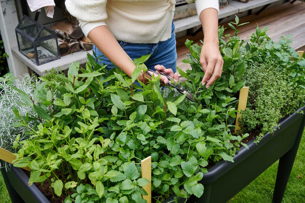 How to stop mint from spreading 5 ways to plant this herb without it killing off the rest of