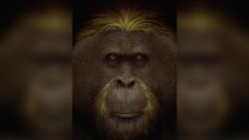 artist impression of the giant ape, G. blacki.