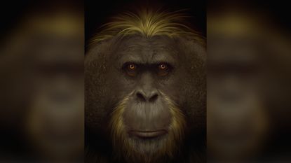 artist impression of the giant ape, G. blacki.