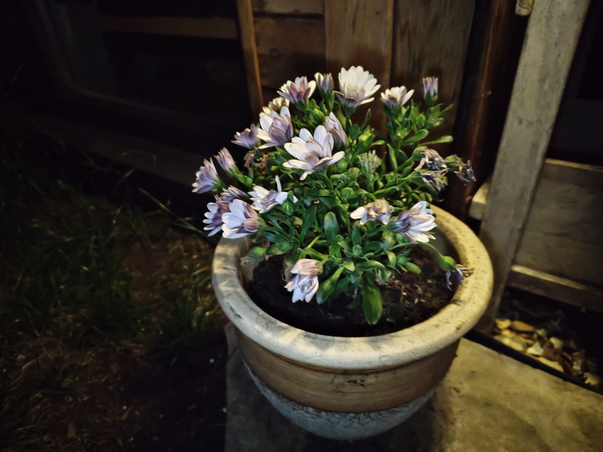 pixel 10 vs nothing phone 4a pro low light shoot out