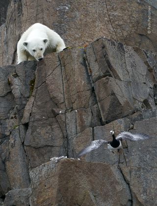 Wildlife Photographer of the Year: People's Choice Award 2020