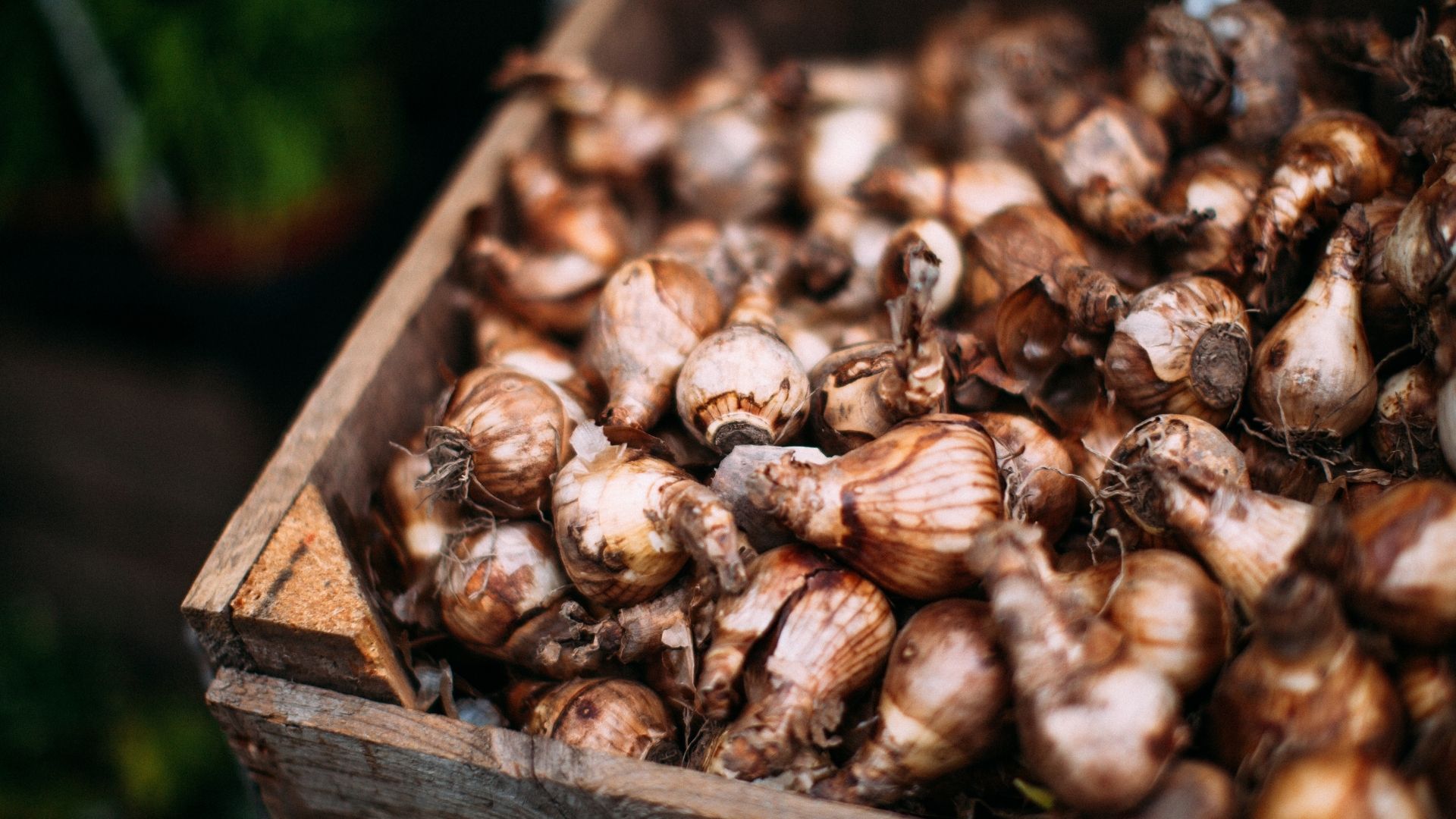 picture of daffodil bulbs in wooden crate