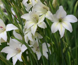The open white flowers of Gladiolus alba