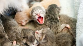 Newborn kittens