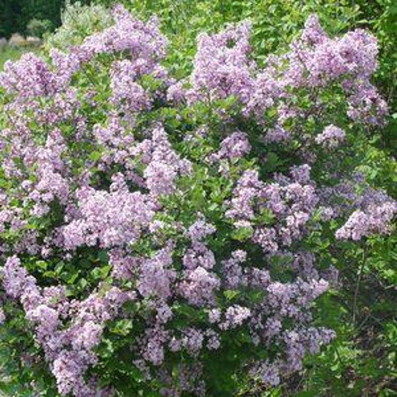 Dwarf Korean Lilac