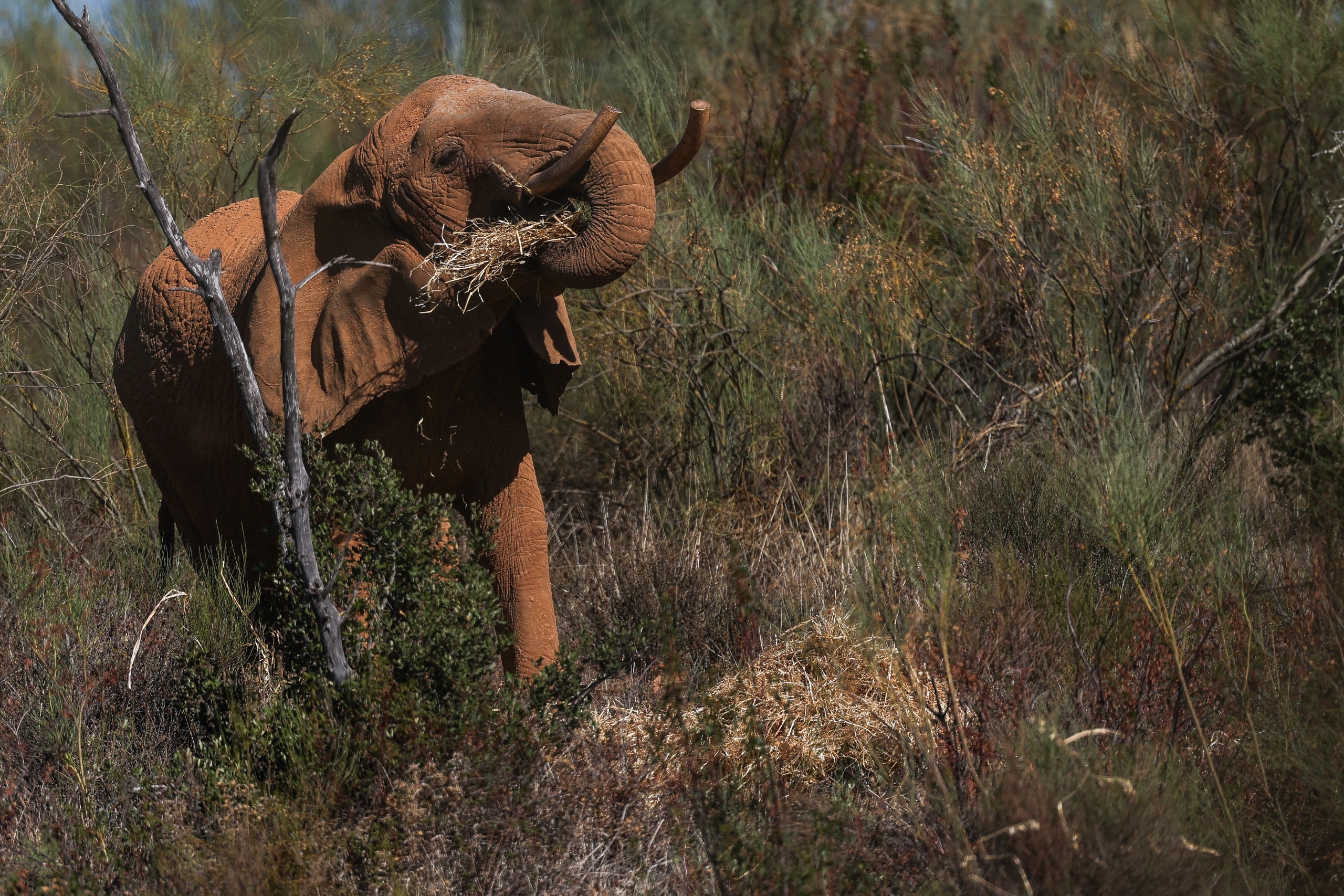 Julie, a 45-year-old female elephant, is pictured at Pangea sanctuary in Vila Vicosa, in Alentejo region on October 22, 2026