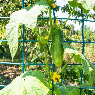 Cucumber plant with ripe cucumber and bee on flower growing on green string trellis in garden