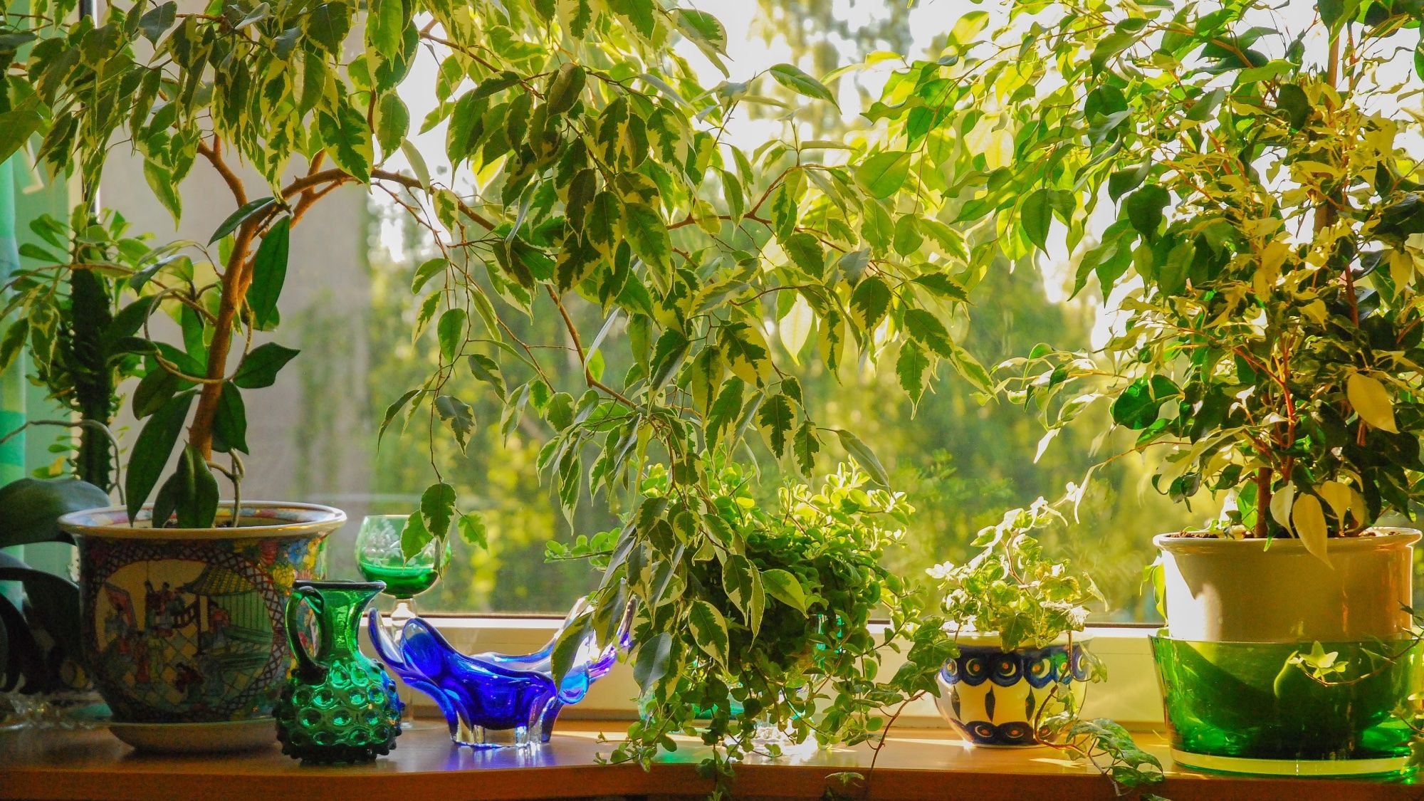 5 best indoor screening plants to protect your privacy | Tom's Guide