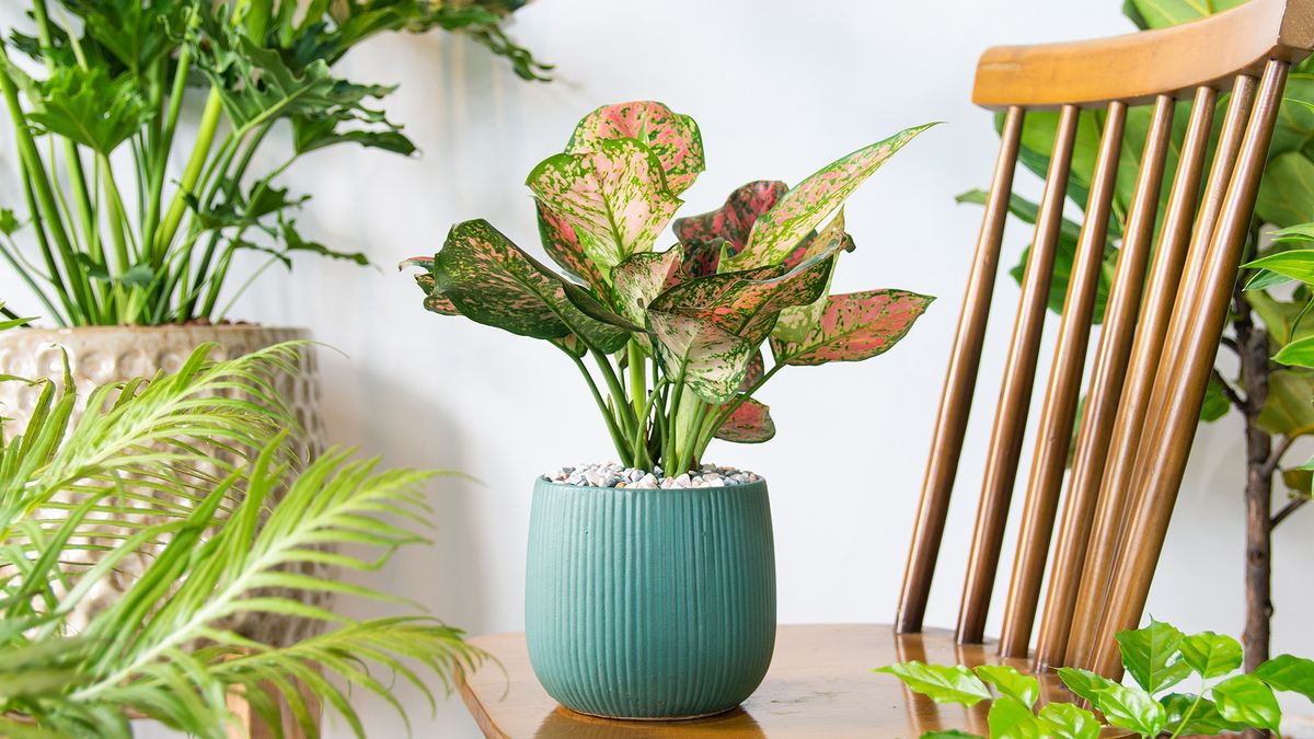 Chinese Evergreen - Aglaonema lady valentin in ceramic pot