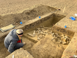 Archaeologist beside the mammoth bones.