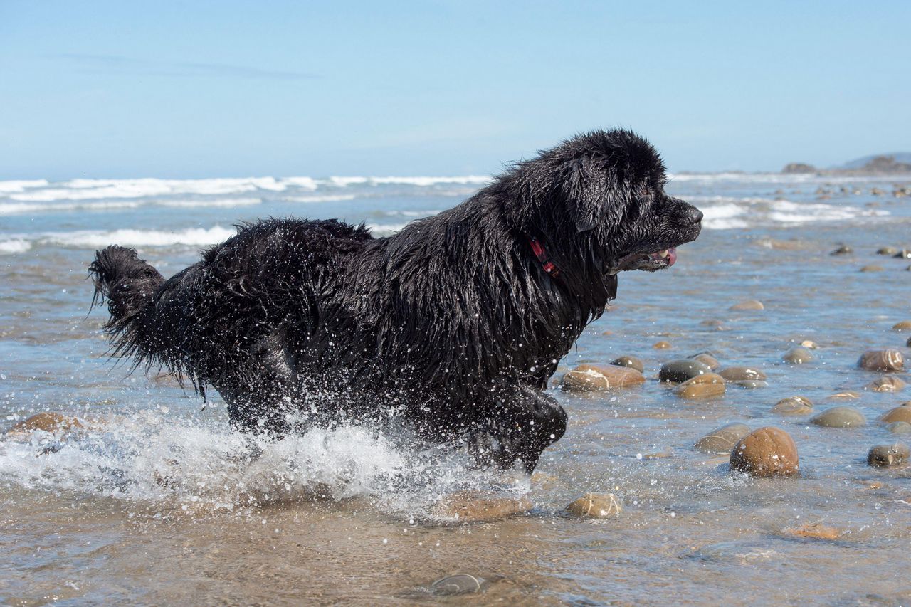 A black Newfoundland runs through shallow coastal water, splashing as waves break behind it on a stony beach.