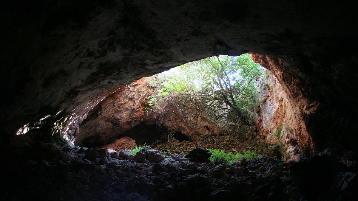 We see the mouth of a cave with a forest on the outer part of it.