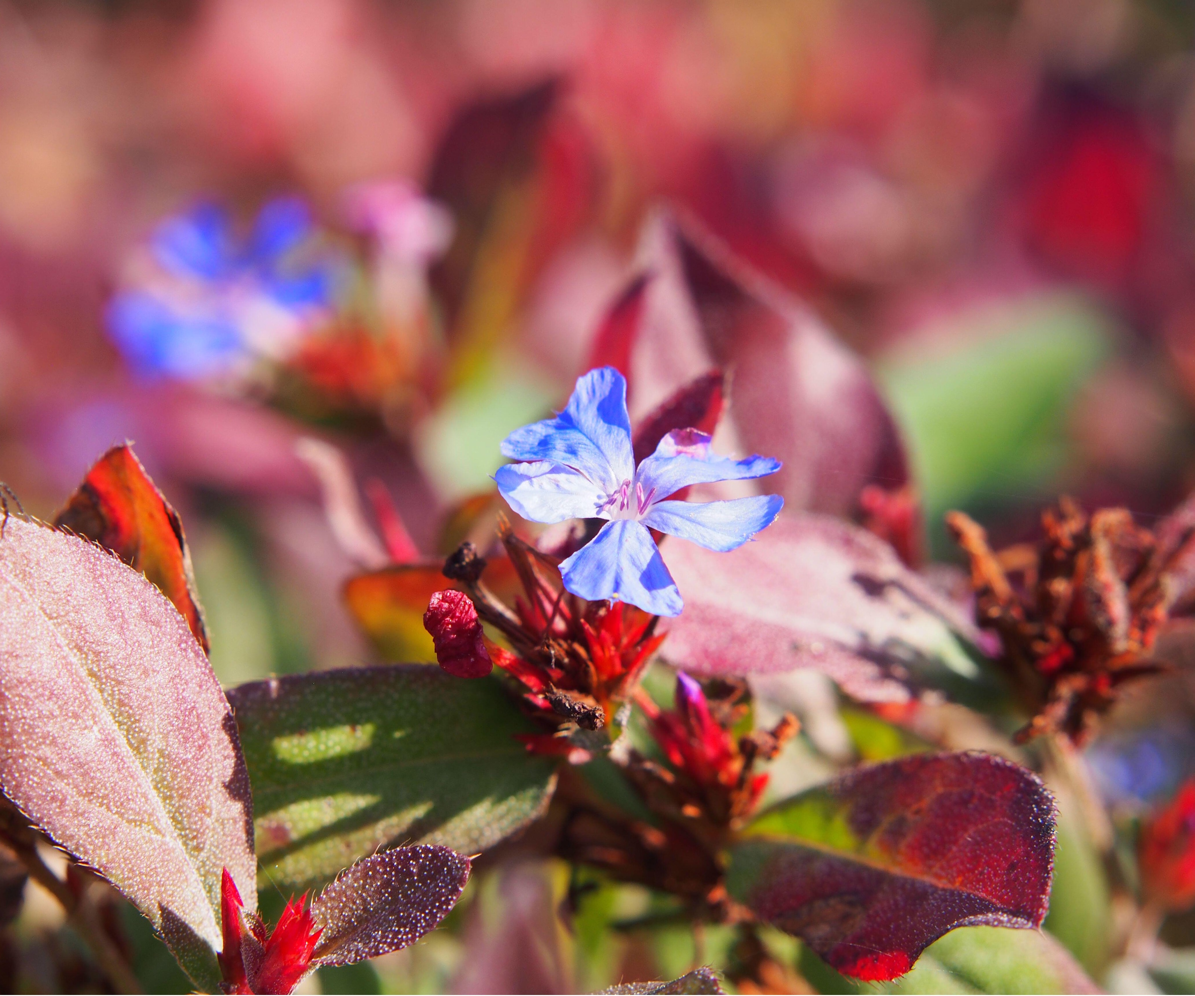 Blue leadwort