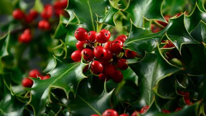 Holly berries and leaves