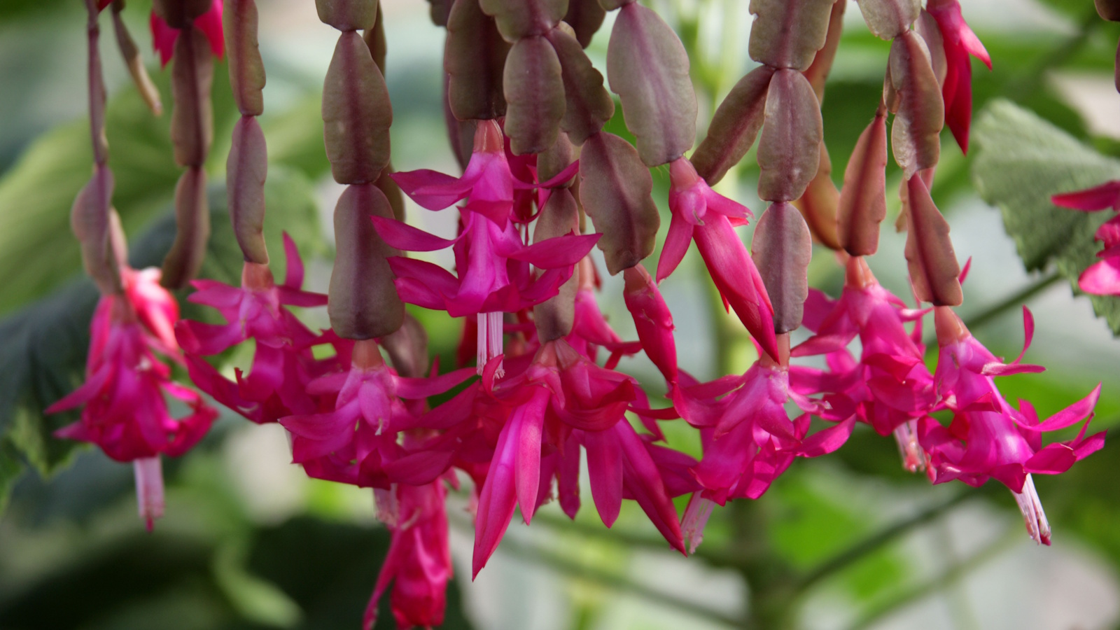 Cascading Christmas cactus stems with pink flowers 
