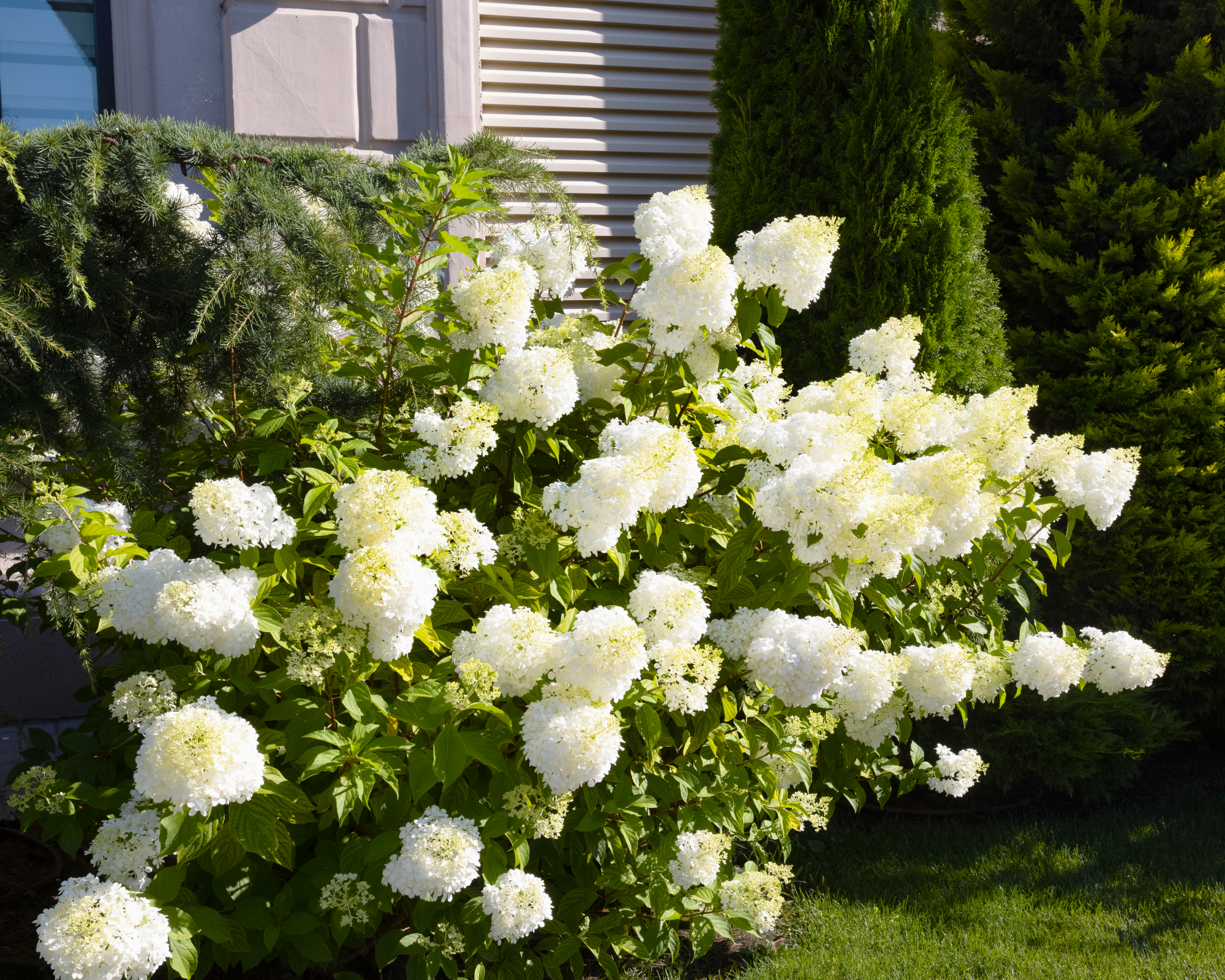 Panicle hydrangea bush in full sun