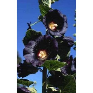 Black Hollyhock blooms against a blue sky in a garden