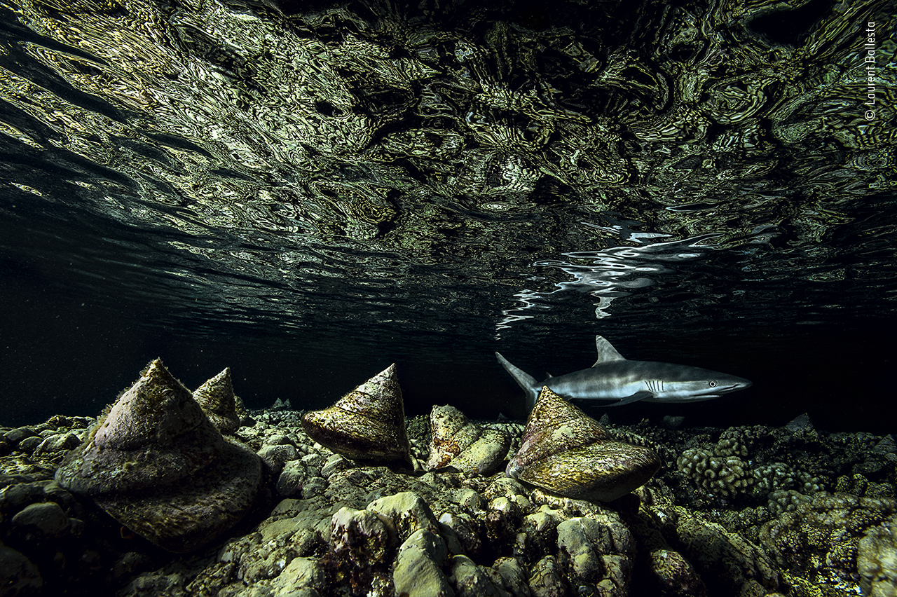 Wildlife Photographer of the Year