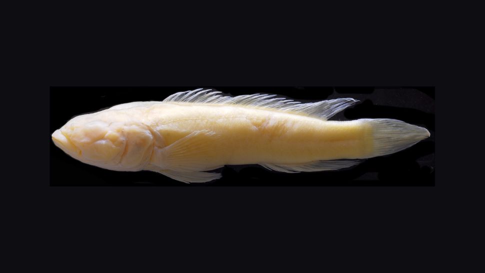 Lamprologus lethops, a fish that lives in the lower Congo River, is pale and blind like fish that dwell in caves deep underwater. 