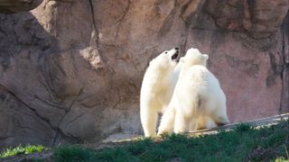The bears nuzzle each other