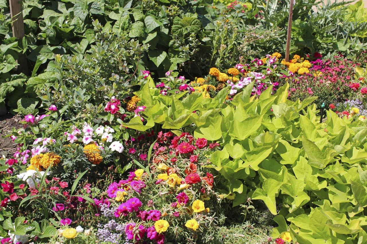 Full Garden With Plants And Flowers