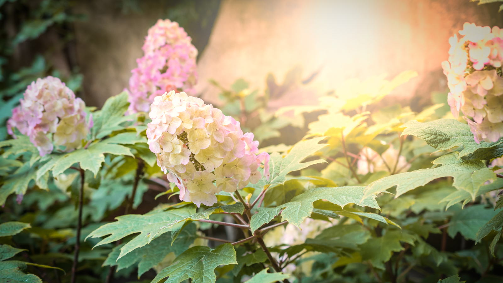 Pink and white panicle hydrangeas